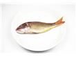 金线鱼的功效与作用以及营养价值