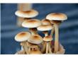 野生蘑菇不要随便采食 港城地区生长40余种野生蘑菇，其中有毒的近10种