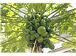 青木瓜的功效与作用以及营养价值