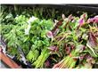春节采市场运行平稳 蔬菜零售均价8.1元/公斤