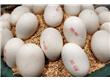 鹅蛋含有哪些营养，吃鹅蛋能补充哪些营养素