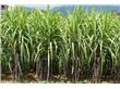 甘蔗产区连遭干旱 糖料市场暂时“按兵不动”