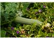 甘肅聯合宣傳食品安全 專家建議慎重選擇“漂亮”蔬果