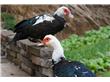 农业农村部：重点增加畜禽产品禁用兽药参数