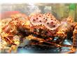 中秋节为什么吃螃蟹？吃螃蟹要注意什么？