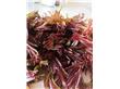 160元一公斤！南京“天價”香椿芽搶先上市