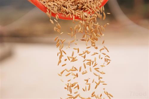  杂交水稻