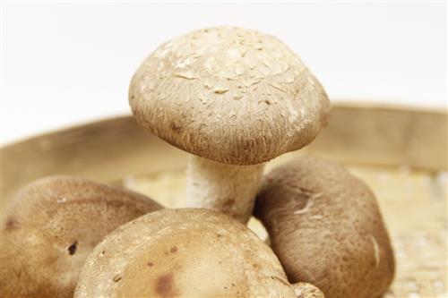麻脸蘑菇