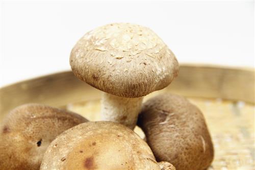 麻脸蘑菇