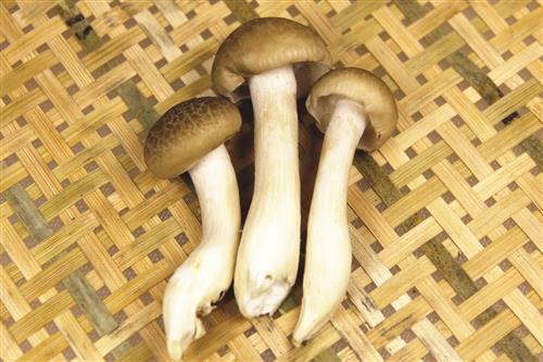 杨树蘑菇_食用菌_食品百科_食品科技网