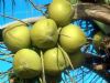 热带水果--椰子