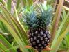 热带水果--菠萝