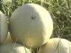 白兰瓜新品种——银峰甜瓜