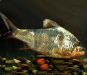 珠江卵形白甲鱼