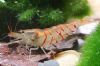 红虎纹虾
