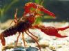 红螯螯虾