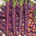 秋播特菜（四）－－紫色胡萝卜