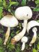 细褐鳞蘑菇
