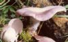 灰紫香蘑