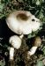 双环林地蘑菇