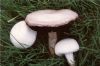 白杵蘑菇