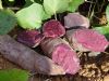 紫甘薯高产栽培技术措施