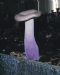 紫丁香蘑