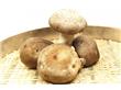 新疆发现重达3公斤多柳树菇 柳树菇抗衰老