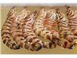 斑节虾的营养价值和食疗功效