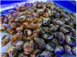 紫石房蛤的营养价值