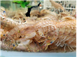 吃虾姑感染创伤弧菌险丧命 创伤弧菌的感染途径