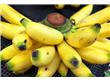 香蕉能防治10种疾病