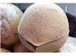 夏天椰子能存放多久 椰子怎么保存的方法