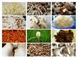 褐鳞蘑菇