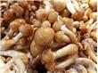怎样辨别有毒蘑菇 学会挑出最新鲜的蘑菇