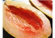 木瓜是转基因食品吗
