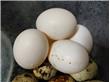 鸽子蛋补肝肾、益气血，营养大