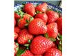 如何辨别激素草莓？