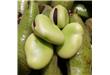 蚕豆是酸性还是碱性？