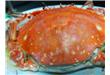螃蟹和西红柿同吃会中毒吗 螃蟹不能和什么同食
