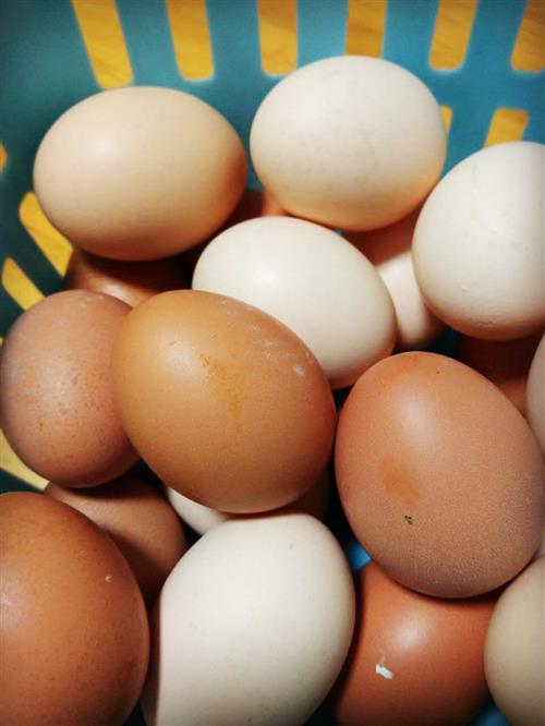 红壳鸡蛋比白壳鸡蛋有营养