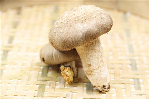  蘑菇预防肿瘤