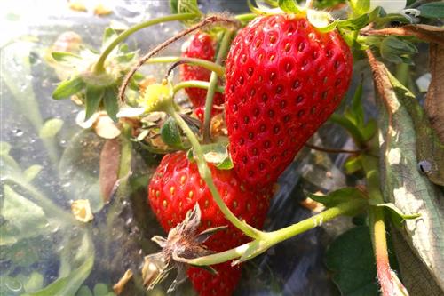 草莓——解毒