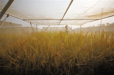 转基因黄金大米是怎样炼成的