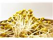 黄豆芽抗酸性最能益寿延年
