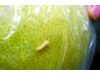 北京超市蜜柚 皮外发现小白虫