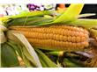 粗粮中的保健佳品——玉米