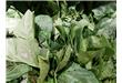 菠菜富含钾和镁 多吃可减少钙排泄防骨折