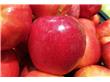 吃苹果能减肥！让你三天瘦3至5公斤