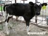 “抗癌”奶牛首次克隆成功 牛奶含特效药